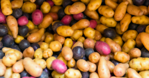 Purple, red and white potatoes