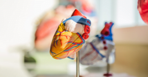 Model of human heart