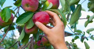 Hand picking red apple from tree